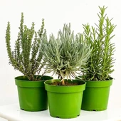 Kekik Itır Biberiye 3 Lü Set 10-20 Cm Aromatik Bitki Seti - 1
