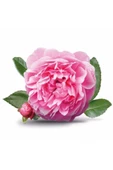 Tüplü Yöresel Reçellik Kokulu Pembe Isparta Gülü Fidanı 15-25 Cm - 1