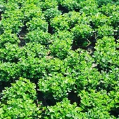 Beyaz Kasımpatı Krizantem Hüzün Çiçeği 5-10 Cm Chrysanthemum - 5