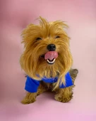 Navy Bee Oval Yaka Tişört Köpek Kıyafeti Köpek Elbisesi - 6