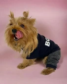 Chique Boss Tulum Köpek Kıyafeti - 1