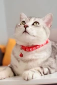 Pati Desen Kedi ve Köpek Boyun Tasması - Kırmızı - 2