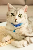 Pati Desen Kedi ve Köpek Boyun Tasması - Mavi - 2