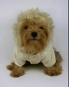 Cream Comfy Köpek Montu, Köpek Ceketi, Köpek Dış Giyim thumbnail 9