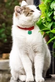 Kedi Künyesi Kedi Figürlü - 4