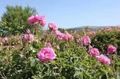 Tüplü Reçellik Kokulu Pembe Isparta Gülü Fidanı 15-25 Cm - 1