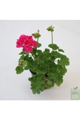 Pembe Sardunya Çiçeği Fidanı 10-20 Cm - 1