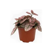 Pembe Çilli Yaprak Çiçeği Hostes Çiçeği Hipoestes Phyllostachya 10-20 Cm thumbnail 4