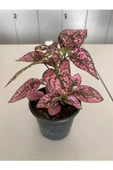 Hypoestes Rose Hostes Çiçeği Alacalı Pembe 10-20 Cm - 1