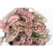 Pembe Çilli Yaprak Çiçeği Hostes Çiçeği Hipoestes Phyllostachya 10-20 Cm thumbnail 2