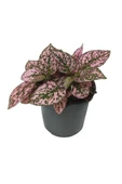 Hypoestes Hostes Çiçeği Pembe Benek 10-20 Cm - 1