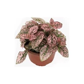 Pembe Çilli Yaprak Çiçeği Hostes Çiçeği Hipoestes Phyllostachya 10-20 Cm thumbnail 1