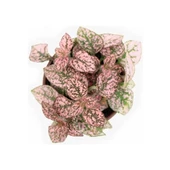 Pembe Çilli Yaprak Çiçeği Hostes Çiçeği Hipoestes Phyllostachya 10-20 Cm thumbnail 3