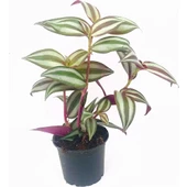 Telgraf Çiçeği Fidanı Fidesi 10-20 Cm thumbnail 1