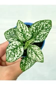 Saksıda Beyaz Hypoestes Bitkisi Hostes Fittonia Çiçeği - 2