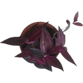 Mor Telgraf Çiçeği-Tradescantia Küçük Boy thumbnail 2