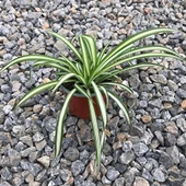 Kurdela Çiçeği 10-20 Cm thumbnail 2