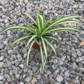 Kurdela Çiçeği 10-20 Cm thumbnail 1