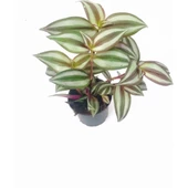 Telgraf Çiçeği Fidanı Fidesi 10-20 Cm thumbnail 2