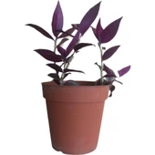 Mor Telgraf Çiçeği-Tradescantia Küçük Boy thumbnail 1