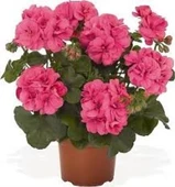 Saksılı Koyu Çingene Pembe Sardunya Çiçeği 10-20 Cm - 1