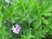 Gül Damlası Gül Kokulu Itır Çiçeği Fidanı 2 Adet 10-20 Cm thumbnail 2