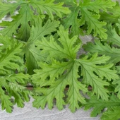 Kokulu Itır Fidanı Pelargonium Graveolens - 1