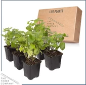 Nane Melisa İkili Set 10-20 Cm thumbnail 2