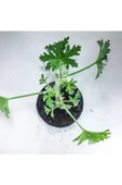 Itır Bitkisi Gül Kokulu Pelargonium Graveolens 10-20 Cm thumbnail 3