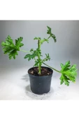 Itır Bitkisi Gül Kokulu Pelargonium Graveolens 10-20 Cm thumbnail 2