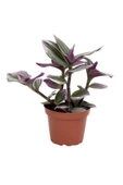 Telgraf Çiçeği Alacalı Yapraklı 10-20 Cm - 1