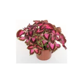 Yaprak Güzeli Coleus10-20 Cm thumbnail 2