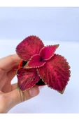 Yaprak Güzeli Kolyoz Çiçeği 10-20 Cm Red Coleus thumbnail 2