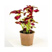 Yaprak Güzeli Çiçeği Fidanı 10-20 cm thumbnail 1