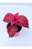 Yaprak Güzeli Kolyoz Çiçeği 10-20 Cm Red Coleus thumbnail 1