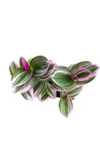 Telgraf Çiçeği Alacalı Yapraklı 10-20 Cm - 2