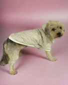 Cream Comfie Köpek Montu, Köpek Ceketi, Köpek Dış Giyim - 4