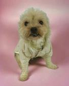 Cream Comfie Köpek Montu, Köpek Ceketi, Köpek Dış Giyim - 3