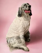 Cream Comfly Köpek Montu, Orta ve Büyük Irklar için - 1