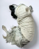 Cream Comfly Köpek Montu, Orta ve Büyük Irklar için - 2