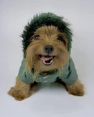 Green Comfy Köpek Montu, Köpek Ceketi, Köpek Dış Giyim - 2
