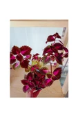 Yaprak Güzeli Coleus Bitkisi Kolyos 10-20 Cm thumbnail 2