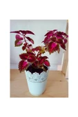 Yaprak Güzeli Coleus Bitkisi Kolyos 10-20 Cm thumbnail 1