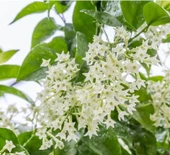 Kolonya Limon Çiçeği Akşam Gece Sefası Melisa 2 Adet 20-40 Cm thumbnail 3