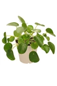 Çin Para Çiçeği Ağacı 10-20 Cm Pilea Peperomioides - 1
