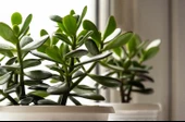 Crassula Ovata Para Çiçeği 10-20 Cm - 1