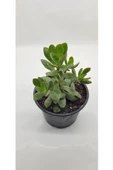 Crassula Ovata Para Çiçeği 10-20 Cm - 2