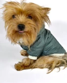 Poof Green Köpek Montu, Köpek Ceketi, Köpek Dış Giyim - 8