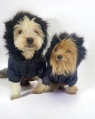 Luxy Black Köpek Montu, Köpek Ceketi, Köpek Dış Giyim - 1