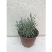 Mavi Mor Lavanta Fidanı 10-20 Cm - 1